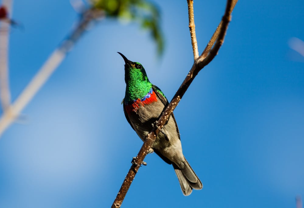 double-collared sunbird