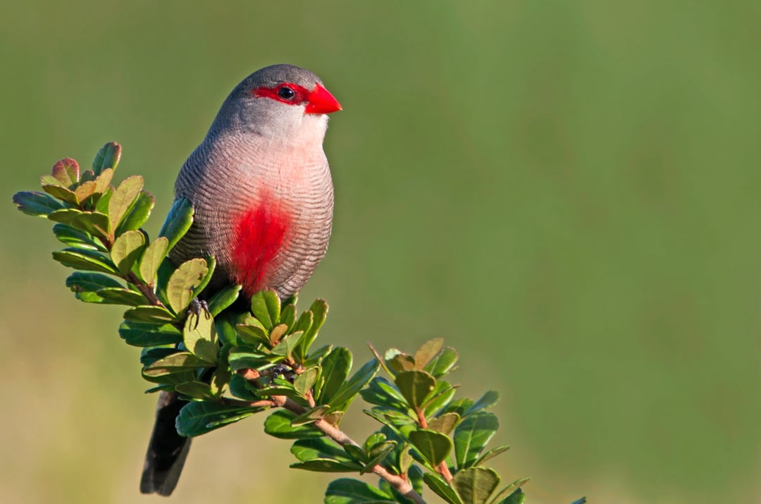 Common Waxbill