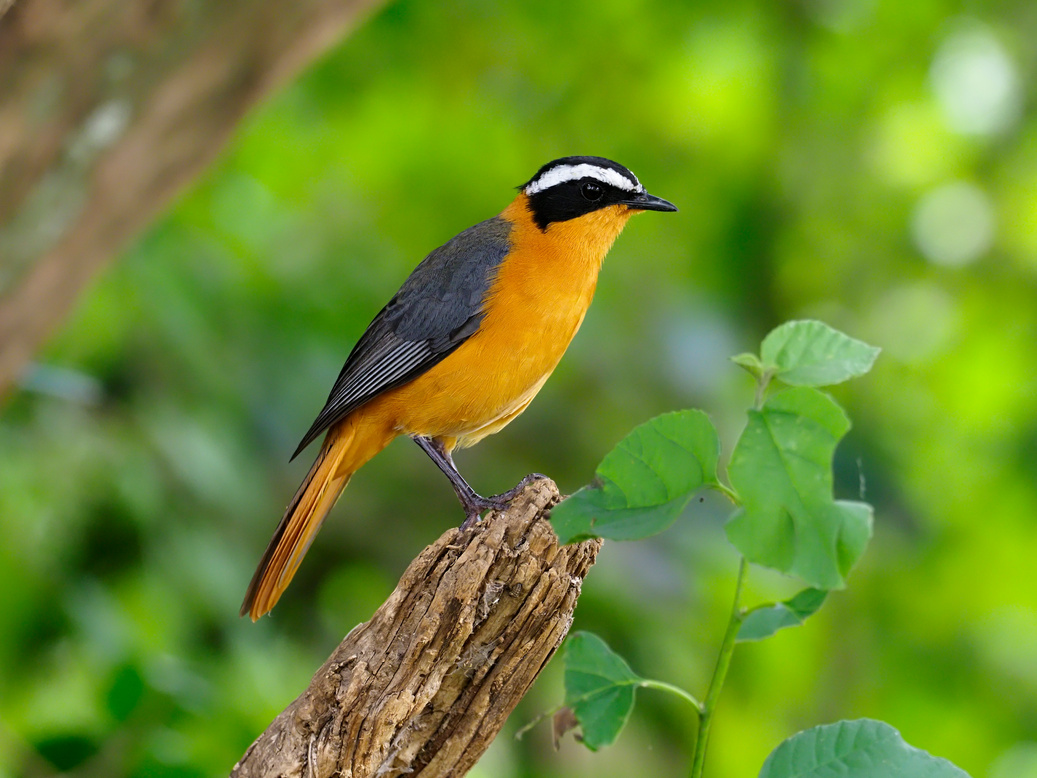 White-browed robin-chat or Heuglin's robin, Cossypha heuglini