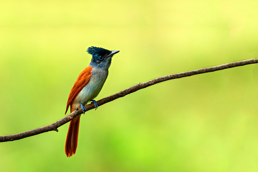 Asian Paradise Fly Catcher