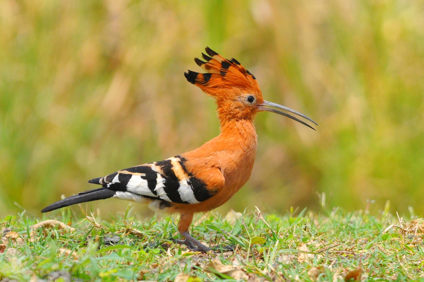 African Hoepoe (Upupa africana), Okavango, Moremi Game Reserve, Botswana.