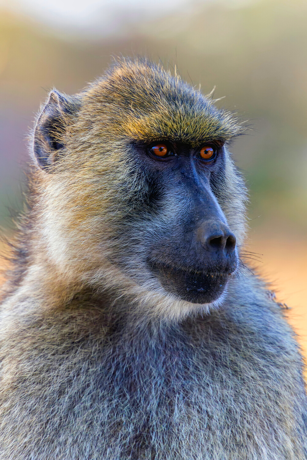 baboon