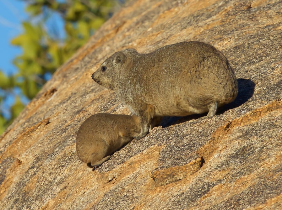 Rock Dassie