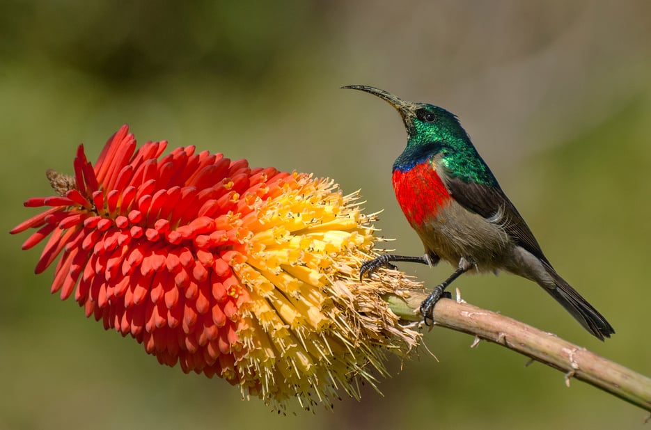 Greater Double-collared Sunbird