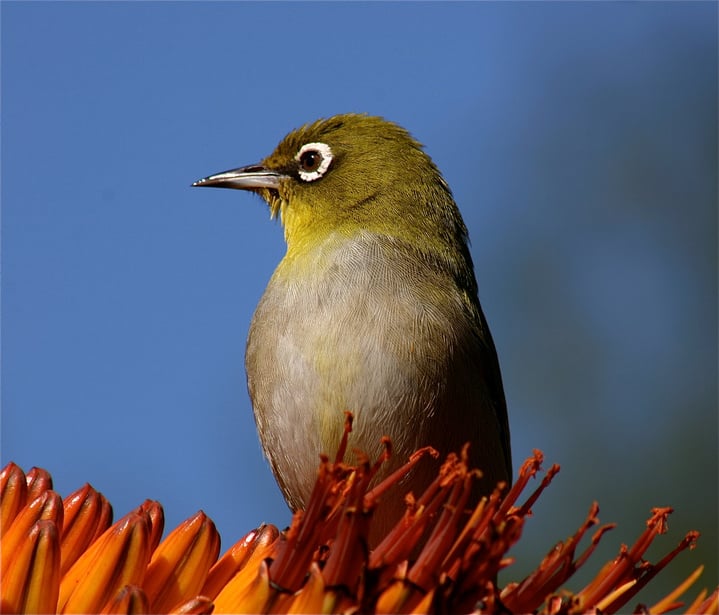 Cape White-eye.