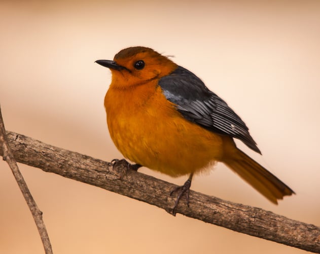 Red-capped Robin-Chat