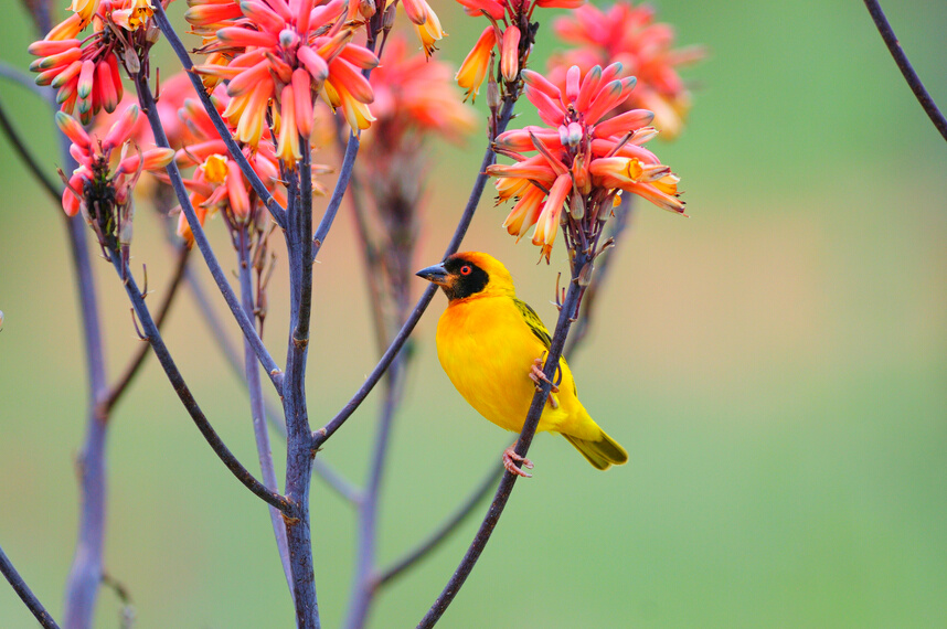 Vitelline Masked Weaver