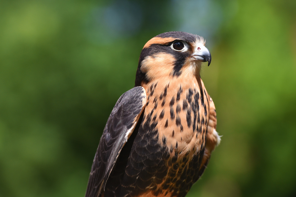 Lanner Falcon