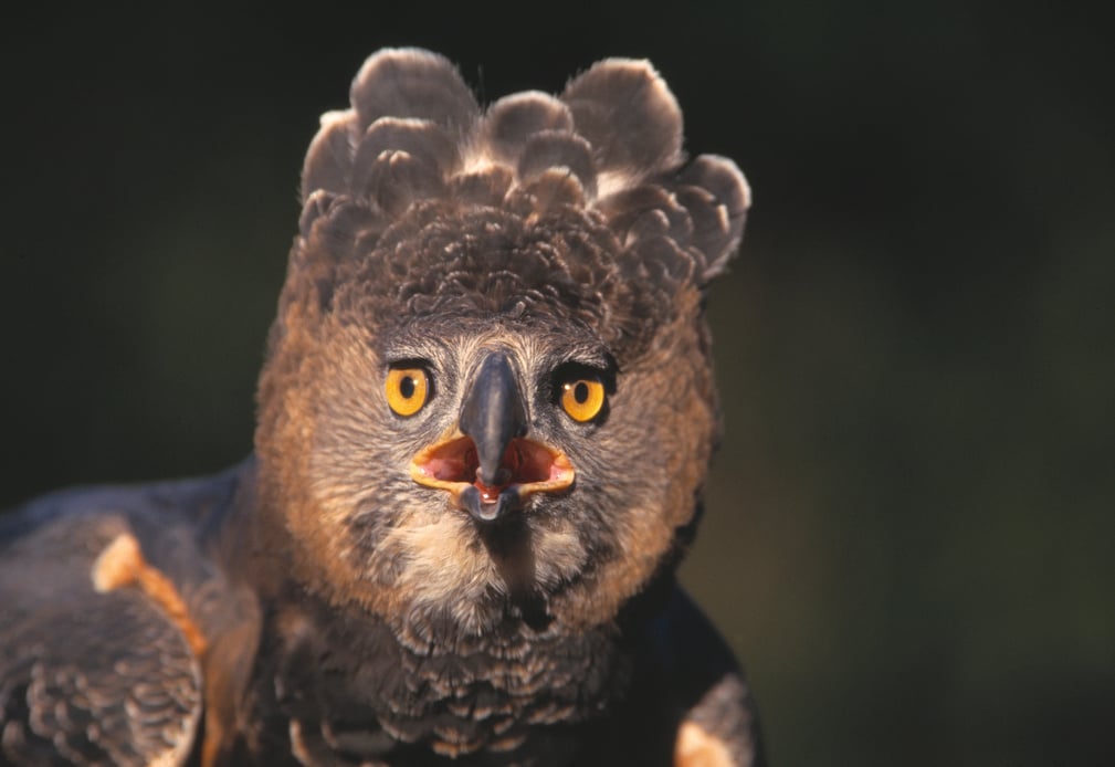 Portrait of an African Crowned Eagle