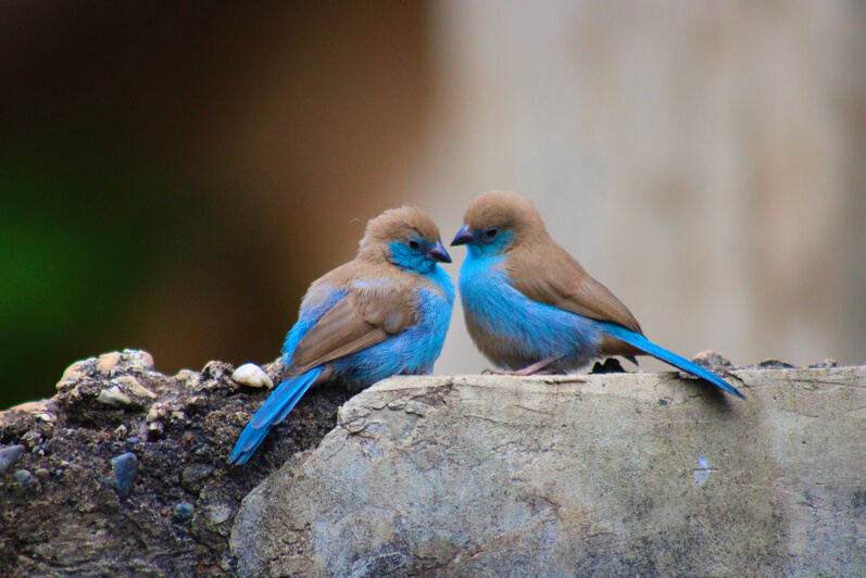 Blue waxbill