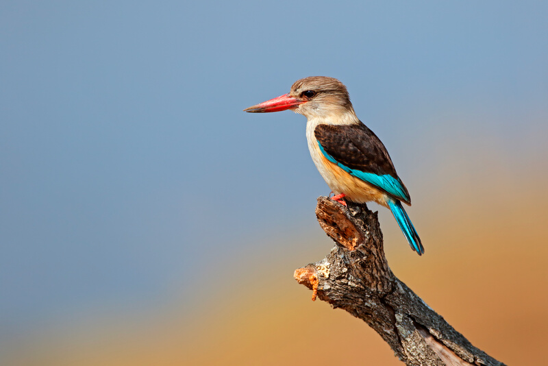 Brown-hooded kingfisher