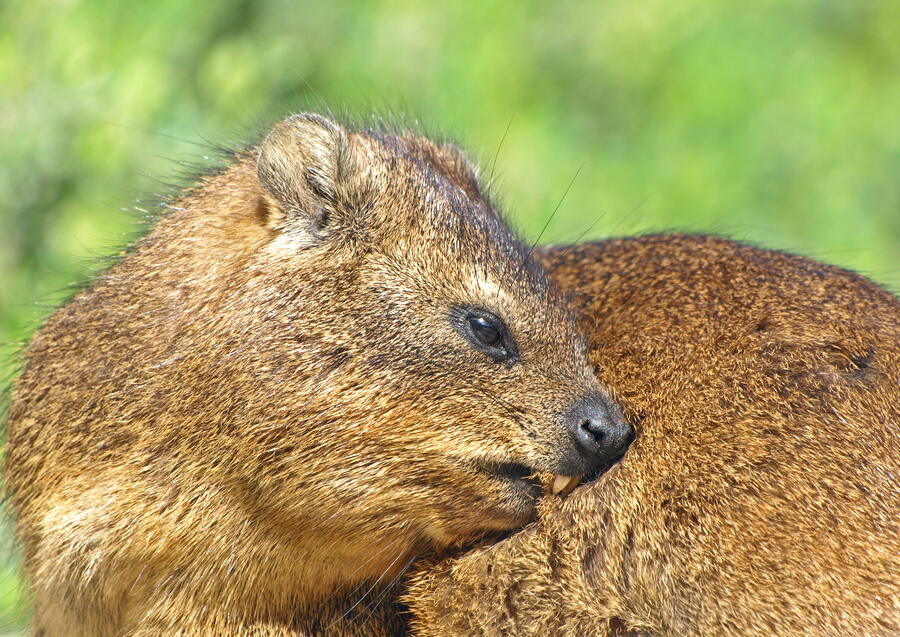 Dassie