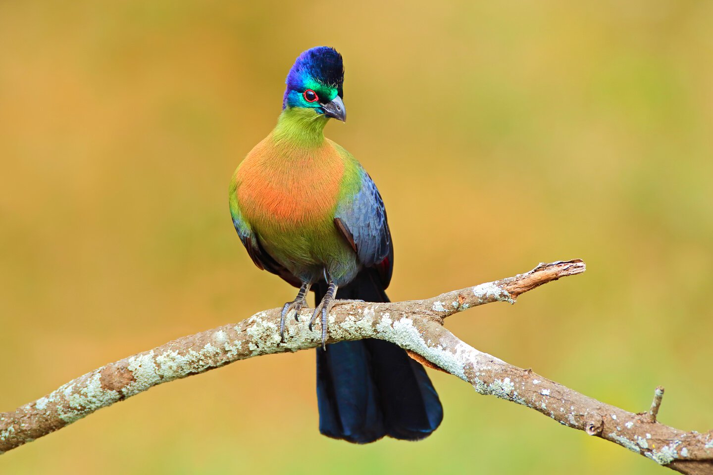 Purple-Crested Turaco