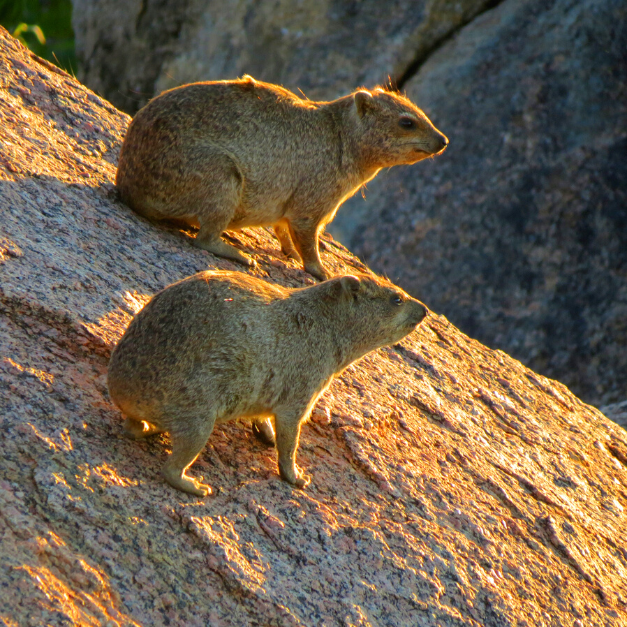 Rock dassie